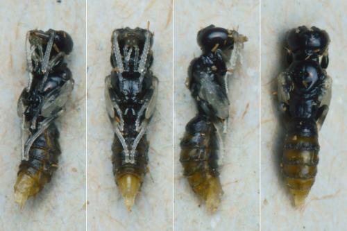 Passaloecus sp.